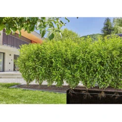 GARDENA Micro-Drip System Bewässerungs-Komplettset 13 Mm (1/2) Ø 13501-20 -Garten Care Geschaft 97847367 3